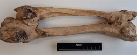 Incredible Coincidence Discovered in Long-Lost Medieval Graveyard ...