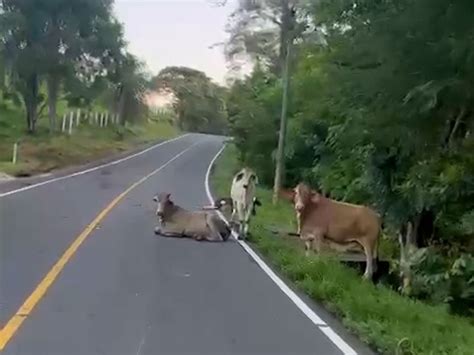 Chocar contra una vaca un accidente de tránsito complicado La Nación