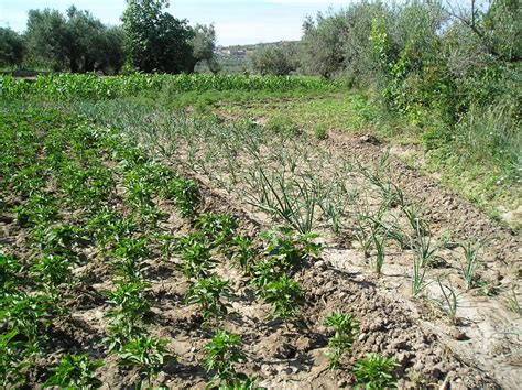 La agricultura andaluza contará con 135 2 millones para ayudas