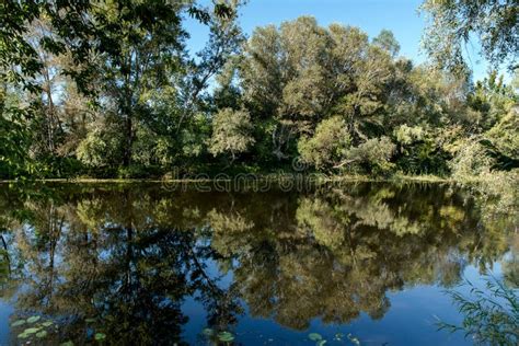 Trees On The River Bank Stock Image Image Of Coast River 98591937