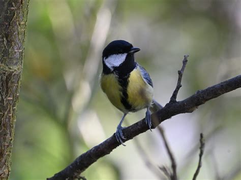 Gestatten Gartenmeise Kohlmeise Parus Major C Petra Flickr