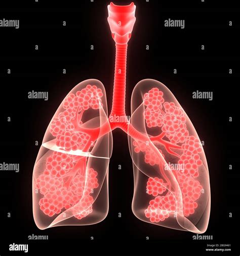 Human Respiratory System Lungs With Alveoli Anatomy Stock Photo Alamy