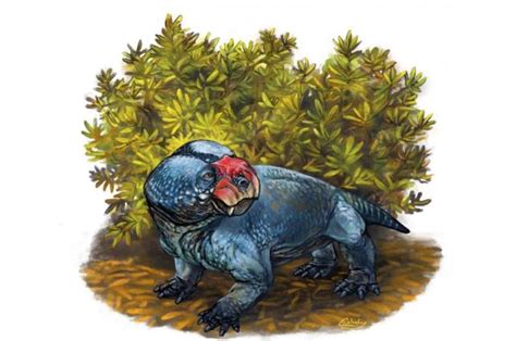 New species of dicynodont from the Karoo Basin of South Africa