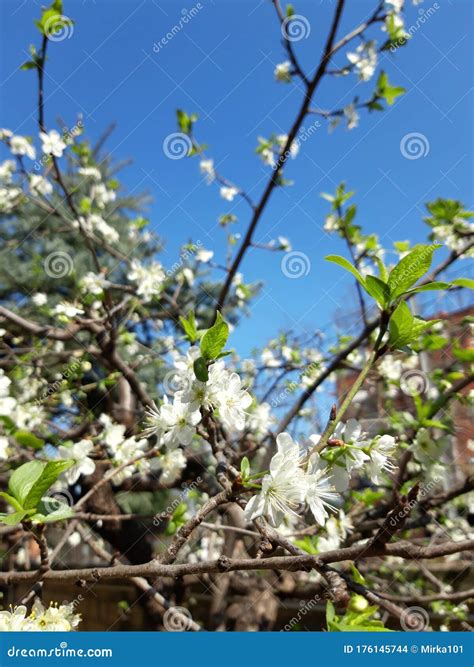 Plum tree in bloom stock photo. Image of spring, buildings - 176145744