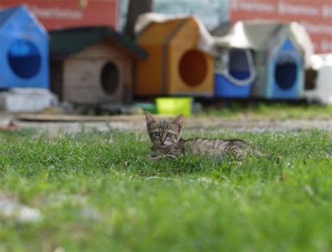 The 25 Best Cat Playhouses Cat Life Daily