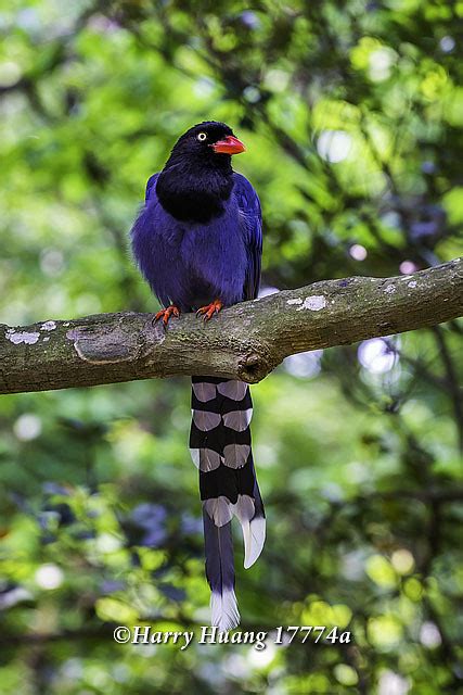 Harry17774a台灣藍鵲藍鵲鳥類保育類動物台灣特有種長尾山娘陽明山國家公園陽明山國家公園 Flickr