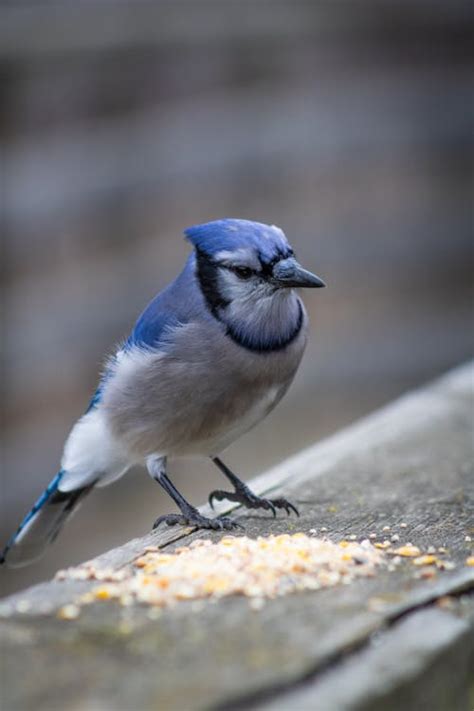 Blue Jay with Food · Free Stock Photo