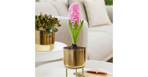 Van Zyverden Holiday Pre Chilled Planted Hyacinth Pink Pearl Price