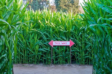 2020 Corn Maze Directory! We'll tell you where to go, you need to find ...