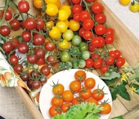 X Cherry Tomatoes Mix Buzzy Solanum Lycopersicum Vegetables Plants