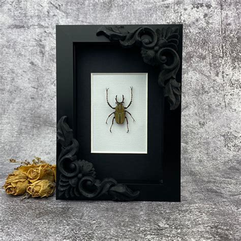 Ornate Reindeer Beetle Dicranocephalus Wallichii Frame The Crystal