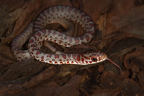 Juvenile Black Racer Snake