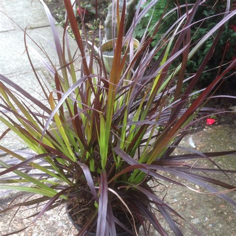 Pennisetum setaceum 'Rubrum', Fountain Grass 'Rubrum' in GardenTags ...