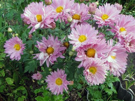Хризантемы: посадка и уход, фото, сорта и виды