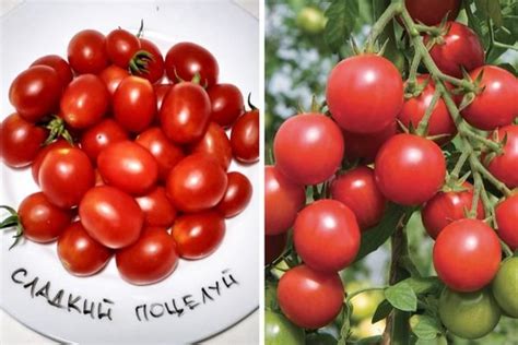 Томат «Сладкий поцелуй»: высокий и качественный урожай обеспечен ...