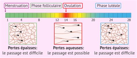 La Glaire Cervicale Un Indice De L Ovulation