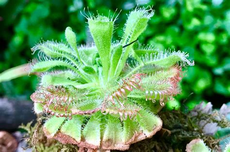 奇妙的食肉植物【中科院武汉植物园（湖北 武汉）】 瓶子草 武汉植物园 中科院 新浪新闻