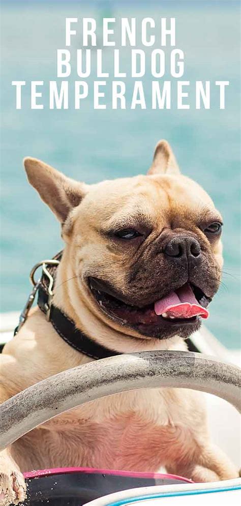 French Bulldog Temperament - Find Out More About This Popular Breed