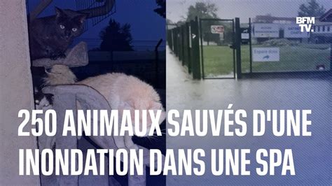 250 animaux ont été pris au piège dans une inondation après un violent