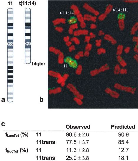 A Chromosomal Translocation Alters The Positioning Of Centromeric