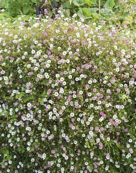 Fleabane erigeron daisies guide to planting care and design – Artofit