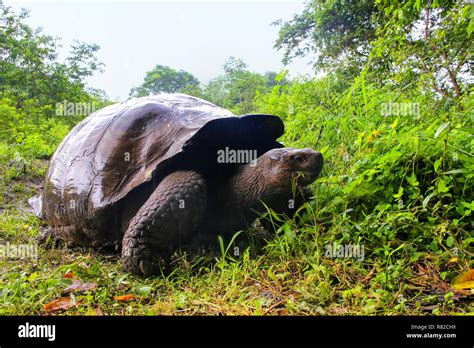 Galapagos Giant Tortoise Geochelone Elephantopus On Santa Cruz Island