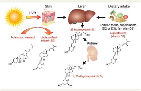 Diagram Of Vitamin D Synthesis