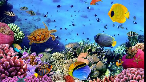 Fish Tank Hd Wallpaper Pxfuel