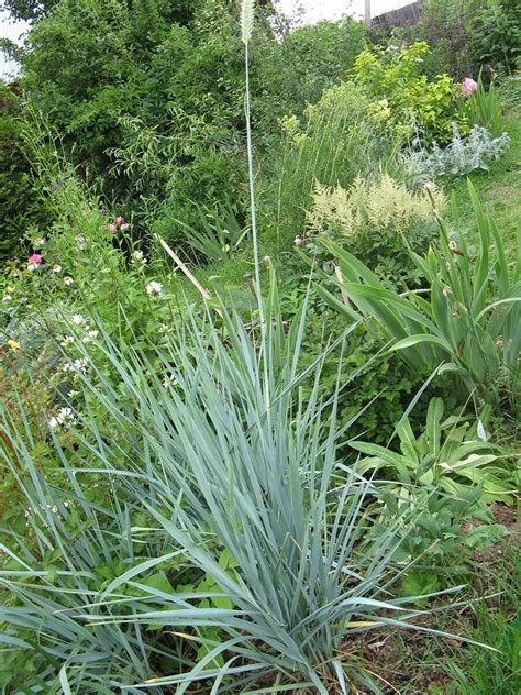 Эллимус – колосняк песчанный (Elymus arenarius)