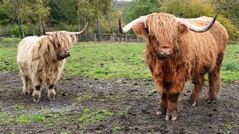 Online Scammers Put Country Park Highland Cows Up For Sale Bbc News