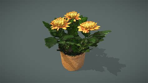 Orange Chrysanthemum Buy Royalty Free 3D Model By Lassi Kaukonen