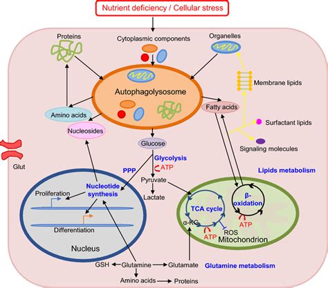 Autophagy And Metabolism In Lung Tissue Autophagy Is Activated In