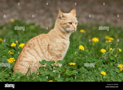 Gato de color rojo fotografías e imágenes de alta resolución Alamy