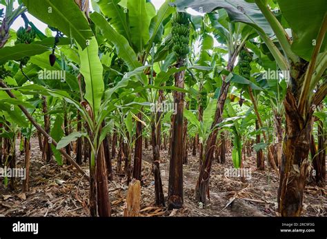 Bananenplantage Waehrend Einer Dorfwanderung In Mto Wa Mbu Tansania