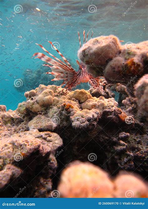 Lion Fish In The Red Sea In Clear Blue Water Hunting For Food Stock