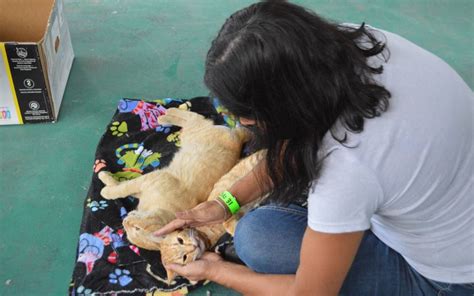 Campaña de esterilización se llevará a cabo en Cuautla El Sol de