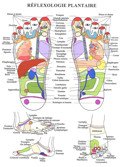 Réflexologie Plantaire