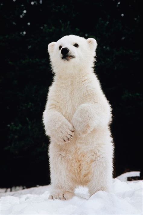 283 best Polar Bear Cubs images on Pinterest | Polar bear cubs, Animal ...