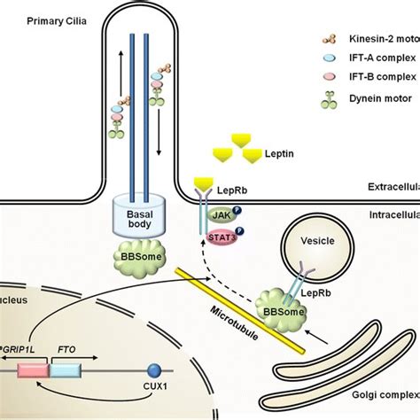 Signaling Pathways Of Leptin And Its Downstream Effectors Leptin Binds Download Scientific