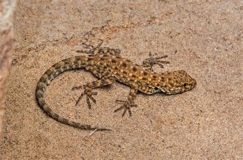 Blandford S Semaphore Gecko At Wadi Rum Jordan Blandfor Flickr