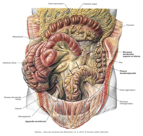 MemorAid Test 1A2 Week 8 3 Mesenterium Appendix Vermiformis