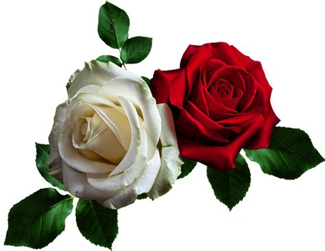 Rosas Blancas Png Imagui