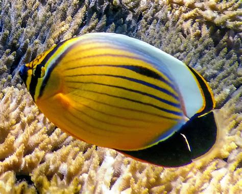 Le Poisson Papillon C Tel De Mer Rouge Chaetodon Austriacus