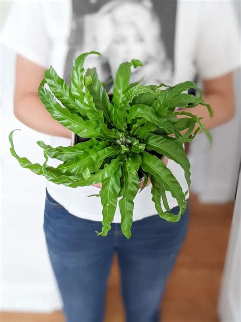 Hurricane fern care & how to help this cool curly plant thrive!