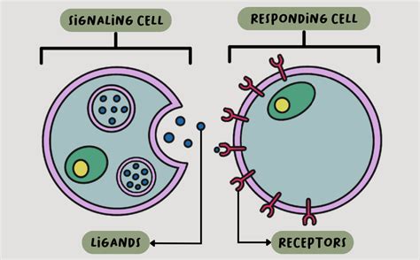 A Brief Overview Of Cellular Communication By Britney Atoms To Algorithms Medium