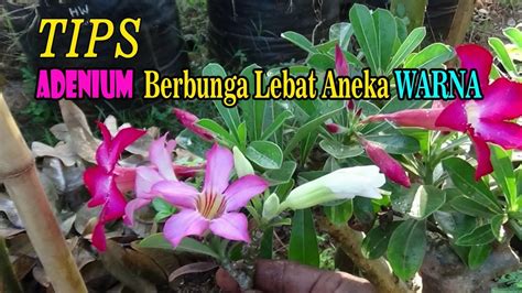 Tips Bunga Adenium Berbunga Lebat Dengan Aneka Warna Dalam Satu Pohon