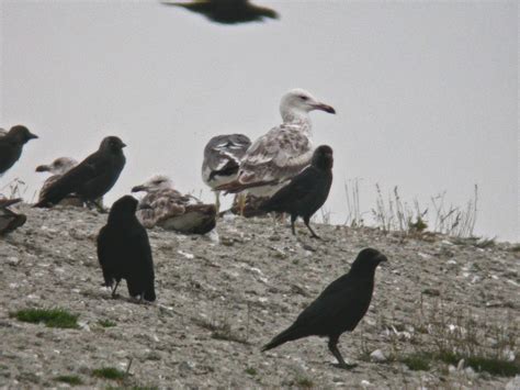 CAMBRIDGESHIRE BIRD CLUB GALLERY Caspian Gull