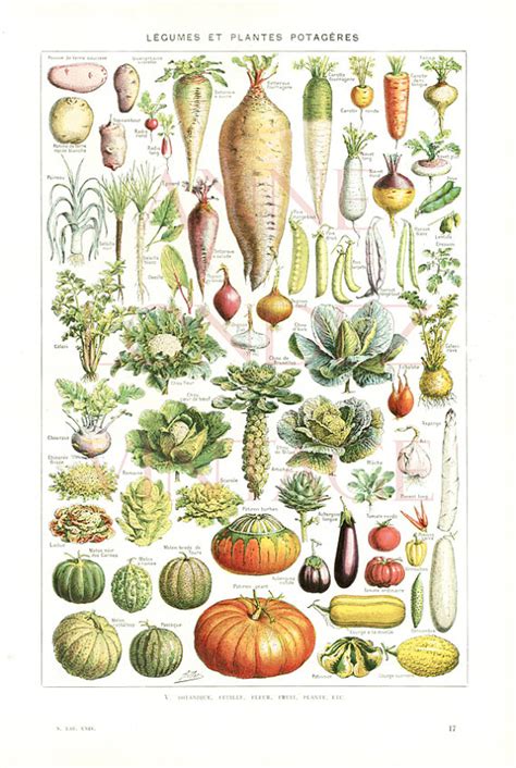 Vintage Style Artwork EB5 Old Illustration Poster Lettuce Kitchen Print