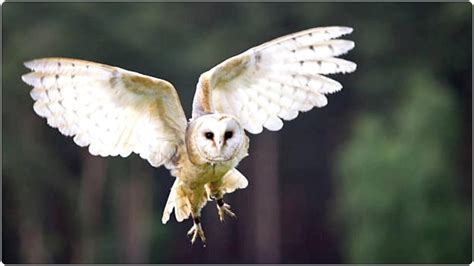 White Owl And Lakshmi Puja লক্ষ্মীপুজোর আগে পেঁচা কখন কোন দিকে দেখা