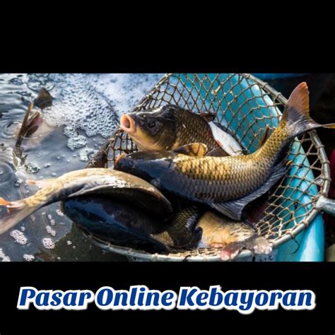 Jual Ikan Mas Hidup Segar 1 Kg Shopee Indonesia